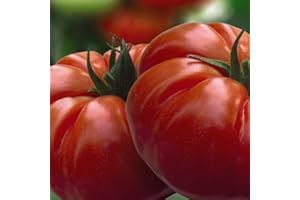 Tomato Grafted Plug Plants 'Buffalo Steak' Cordon Beefsteak Variety Half-Hardy Annual Large Red Fruits Easy to Grow Your Own Garden Vegetables, 3X 9cm Potted Plants by Thompson & Morgan (3)