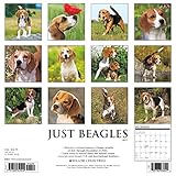 Image de Just Beagles 2017 Calendar
