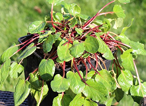 Preisvergleich Produktbild Lowberry® Lilibarber® - im 5lt -Topf