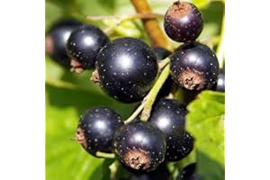 BAUMSCHULE WEDROWSKI W Schwarze Johannisbeere Titania 2L Garten Pflanze mit Schönen Blüten - Die Perfekte Dekoration für Ihr Grundstück - Für Anfänger und Professionelle Gärtner - Leckeres und Gesundes Obst