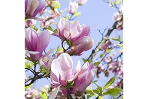 YouGarden Magnolia soulangeana, Established Plant in 3L Pot, Already 50cm Tall and Ready to Plant