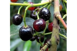 Vivai VALTELLINA MIRTILLO DELLA PATAGONIA MAQUI ARISTOTELIA CHILENSIS