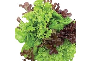 Gardeners Kitchen - Lettuce Plants - 'Mixed' 6 X Medium Plug Vegetable Plants