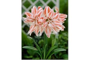 THOMPSON & MORGAN Amaryllis Dancing Queen Tender Bulb Ideal as an Indoor Plant or Gift Red and White Striped Trumpets 1 x Amaryllis Bulb by Thompson and Morgan