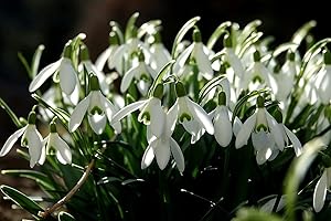 FLORA IMPORT 25 X Bucaneve - Galanthus NIvalis - Bulbi Di Alta Qualità