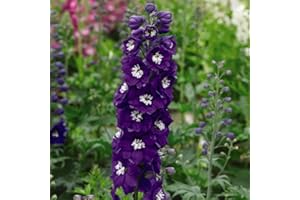 THOMPSON & MORGAN Delphinium ‘Dark Blue and White Bee’, Garden Plant Hardy Perennial Flowering Garden Plants Easy to Grow Your Own 6X Plug Plants by Thompson and Morgan (6)