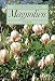 Produktbild Magnolien