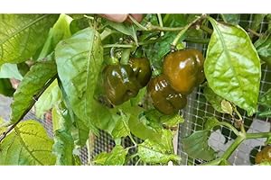 GHINO DI TACCO HABANERO (MUSTARD)