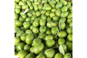 ACEITUNAS LÓPEZ Aceitunas Crudas Verdes para preparar en casa