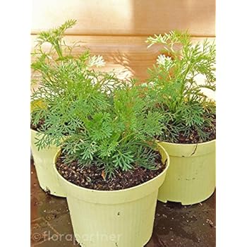 ColaStrauch, ColaKraut, Artemisia abrotanum var. Maritima, frische