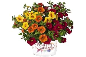 DECOALIVE Calibrachoa Natural Planta de Exterior Conocida Popularmente como la Petunia Silvestre