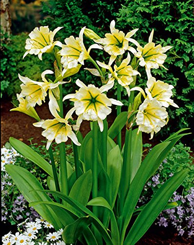 Lemo Gartendesign Duftende Ismene gelb (Ismene festalis `Sulphur Queen`, 3 Stück)