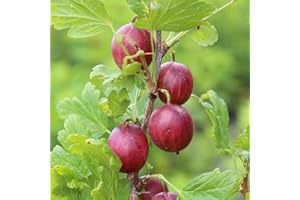 Gooseberry Plants. 'Giggles Red'. Good yields of Sweet red Fruit. Ideal for pots. 2L Plant. Available from Bedwen Plants