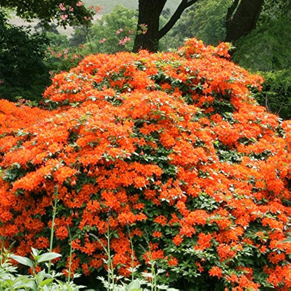 рододендрон тортосейшел оранж. мармелад буш (стрептосолен джеймсонии). жимолость каприфоль мандарин. оранжевый куст. рододендрон виндзор санбим.
