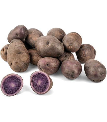Blaue Kartoffeln aus Deutschland | Blaue Trffelkartoffeln | Gourmet  Speisekartoffeln in Blau - vorwiegend festkochend (800 g) : Amazon.de:  Lebensmittel & Getrnke