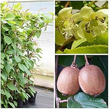 Suchergebnis auf Amazon.de für: stachelbeeren pflanzen