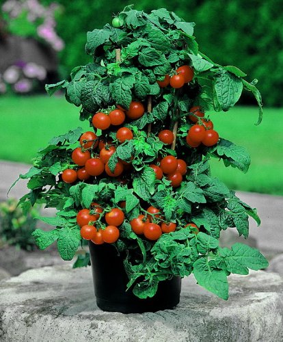 Balkontomate Primabell®, 1 Pflanze