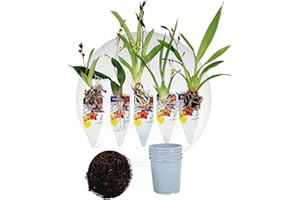 DUTCH BULBS EXCLUSIVE PLANTS FROM HOLLAND Mini orquídeas, mezcla de 5 plantas de interior de Holanda. Mezcla de 5 colores (amarillo, marrón, rosa, blanco). Altura de 15-20 cm con flores Cambria, Colmonara, Brassia
