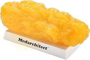 MEDARCHITECT Authentic Human Body Fat Replica - 5 lb, Keep Fit & Weight Loss Motivation & Reminder, Human Fatty Tissue Demonstration Model for Nutritionist, Anatomical Science Course (5lbs)
