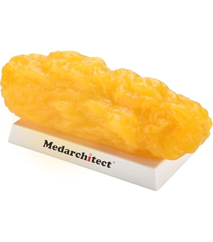 Menselijk Lichaamsvet Replica 1lb Menselijk Vetweefsel Demonstratiemodel Voor De Cursus Van De Voedingsdeskundige Wetenschap