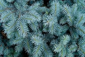 RP Seeds Picea pungens glauca (Blue Colorado Spruce) - 25 Seeds