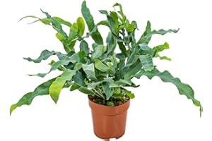 Bloomique - Phlebodium Blue Star - Goldtüpfelfarn - Zimmerpflanzen - Pflegeleicht - Luftreinigend - Höhe 20-30 cm - Topf 12 cm