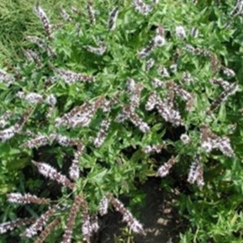 Grüne Minze, Spearmint - Mentha spicata (100 Samen)