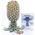 Kalories Pineapple Intimacy White Chocolate | Mood Booster, Stamina Enhancer, Sensory Delight | Romantic Treat for Couples | Ideal for Weddings & Honeymoons