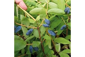 YOUGARDEN You Garden - 3 x Honeyberry Plant Lonicera Kamschatica 'Balalaika' in a 9cm Pot - Fruit Trees for Gardens and Patios Supplied as 3 x Established Plant in Pot