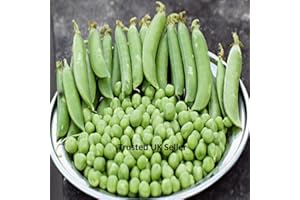 PRETTY WILD SEEDS Vegetable Seeds 60+ Varieties Carrot Pumpkin Cabbage Pea Tomato SWEETCORN Bean Turnip Swde Brussel Onion Cauliflower Fennel Beetroot Herbs (Pea Early Onward Approx. 40 Seeds (10g)