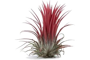 BIOTOPE AQUATICS LTD Air Plant - Easy to Keep House Airplant - Tillandsia Gift Bromeliad (Ionantha Mexico)