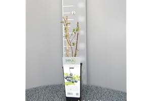 SAVINI VIVAI L'ARTE DI FARE NATURA SAVINI VIVAI Pianta di Mirtillo Gigante Americano Piante di Frutti di Bosco Mirtilli Albero in vaso 11x11 cm Altezza 50 cm Made in Italy