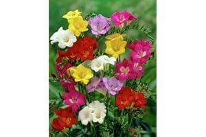 FLORA IMPORT 35 X Freesia Mix - Freesia Profumata - Bulbi Di Alta Qualità (35)
