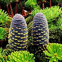 Suchergebnis Auf Amazon De Fur Tanne Nicht Verfugbare Artikel