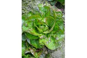 Sachet de graines de Laitue d'hiver Rougette de Montpellier - 3 g - LES GRAINES BOCQUET