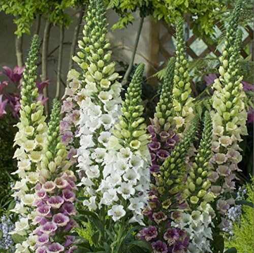 Flower - Kings Seeds - Picture Packet - Foxglove - Candy Mountain Mix - 50 Seed