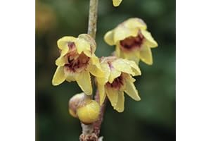 Potted Shrub Chimonanthus Wintersweet, Easy to Grow Hardy Plant for Outdoors with Highly Fragrant Winter Flowers, 2 x Chimonanthus Wintersweet Plant in 9cm Pots by Thompson & Morgan