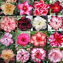 Graines Rose Du Désert SAFLAX - Adenium Obesum - 8 Graines - Plante Exotique
