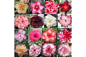 SVI Semillas obesum Mix Desert Fresh Rose semillas real rara mezcla Adenium obesum semillas R10