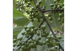 Saterkali Semi di pepe, 30 pezzi di pepe di montagna, condimento per spezie, raccolto in contanti, campo da giardino, pianta agricola semi di peperoncino