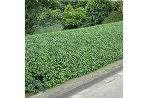 GARDENERSDREAM Ligustrum ovalifolium 'Green Privet' Bare Root Hedge - Green Hedging, Tree, Plants (3-4ft (90-120cm)) (10 Plants)