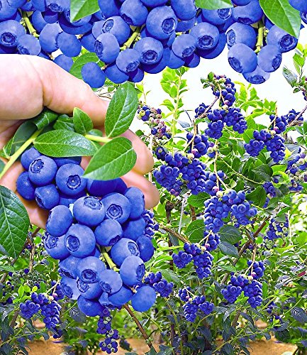BALDUR-Garten Trauben-Heidelbeere ‚Reka® Blue‘, 1 Pflanze, Vaccinium corymbosum - 3