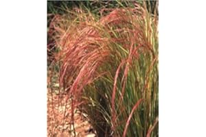 Just Seed - Ornamental Grass - Stipa arundinacea - 100 Seed