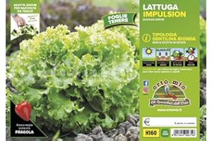 Orto Mio Piantine di Ortaggi in pack cubettato per la produzione famigliare disponibili in molte tipologie e varietà (Lattuga Gentilina bionda Impulsion 9 piante)