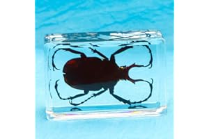 EARNMORE insetti in resina， Giocattoli Animali Esemplare Fermacarte Collezione Bambino ，Scarabeo di ragno scorpione giocattolo di osservazione insegnamento creativo asilo piccolo giocattolo resina decorazione