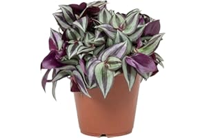 CARBETH PLANTS Tradescantia Zebrina Plant - 15-25cm in Height - Inch Plant for Indoors