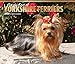 Yorkshire Terriers - For the Love of - Yorkies 2018 - 18-Monatskalender mit freier DogDays-App: Original BrownTrout-Kalender - Deluxe [Mehrsprachig] [Kalender] (Deluxe-Kalender) by 