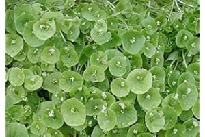 PREMIER SEEDS DIRECT - HERB CLAYTONIA/WINTER PURSLANE/MINERS LETTUCE 1.5 GRAM ~ 3000 SEEDS.