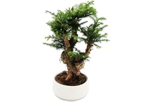 Rumsbonsai – Araucaria cunninghamii – rumsgran – ny guinea-araukarie – ca. 65 cm hög – 26 cm skål vit keramik