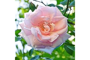 YouGarden Nicola's Rose, Established Plant in a 3-4 Litre Pot, Ready to Plant Bush Rose for Pink Tangerine Flowers in Summer and Autumn, for Patio Pots or Mixed Borders